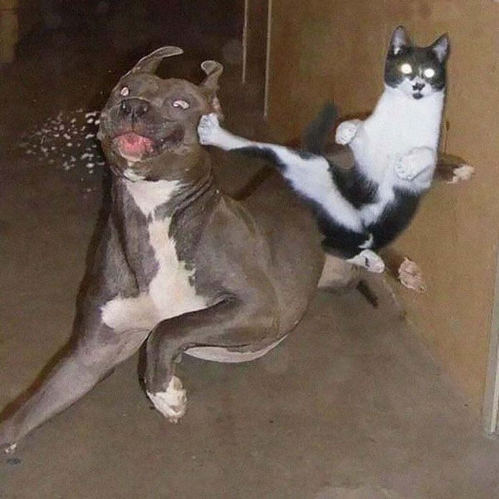 Kung Fu Kitteh