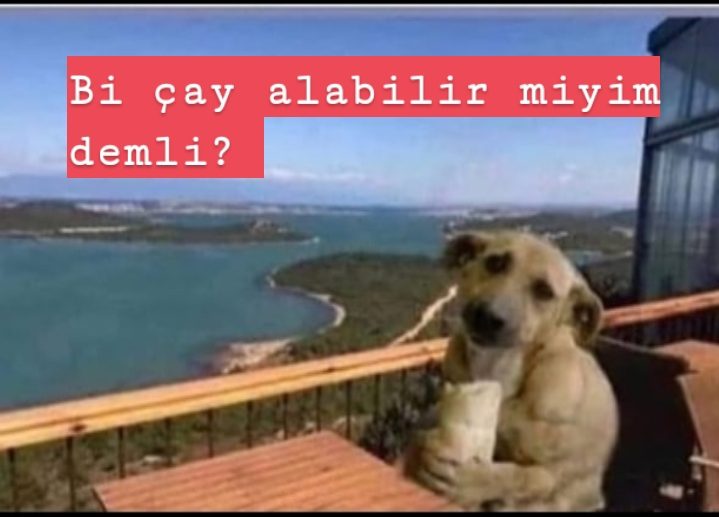 Ekmek Yiyen K pek Hikayesi Nedir D nce Katalo u Ekmek Yiyen K pek Hikayesi Nedir D nce Katalo u
