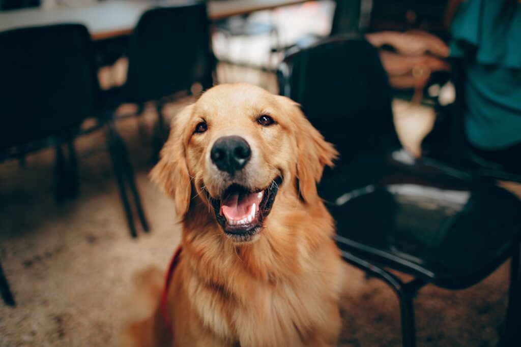 Köpeği Seyahate Hazırlama