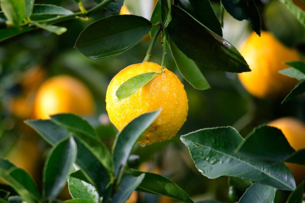 Limonla Vajina Daraltma
