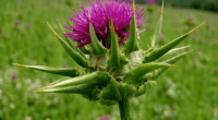 Milk Thistle Nedir