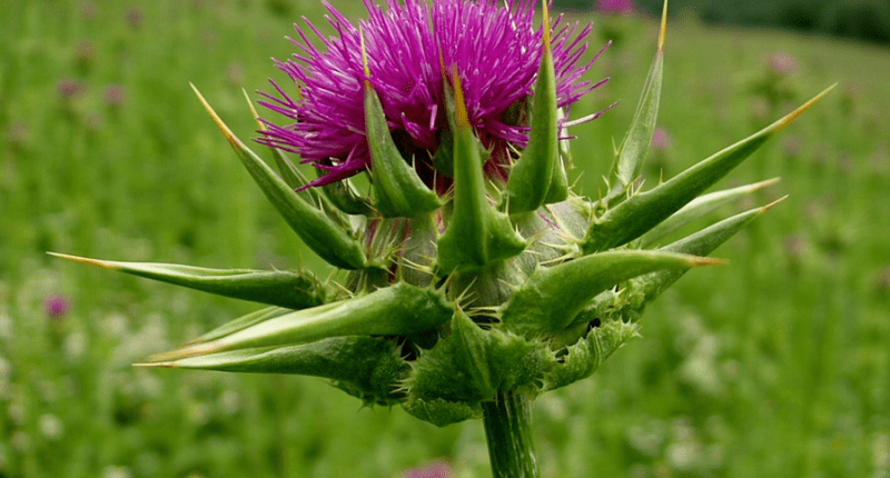 Milk Thistle Nedir