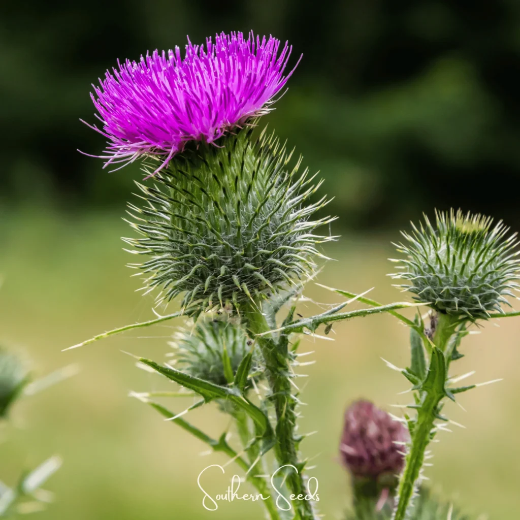 milk thistle ne işe yarar