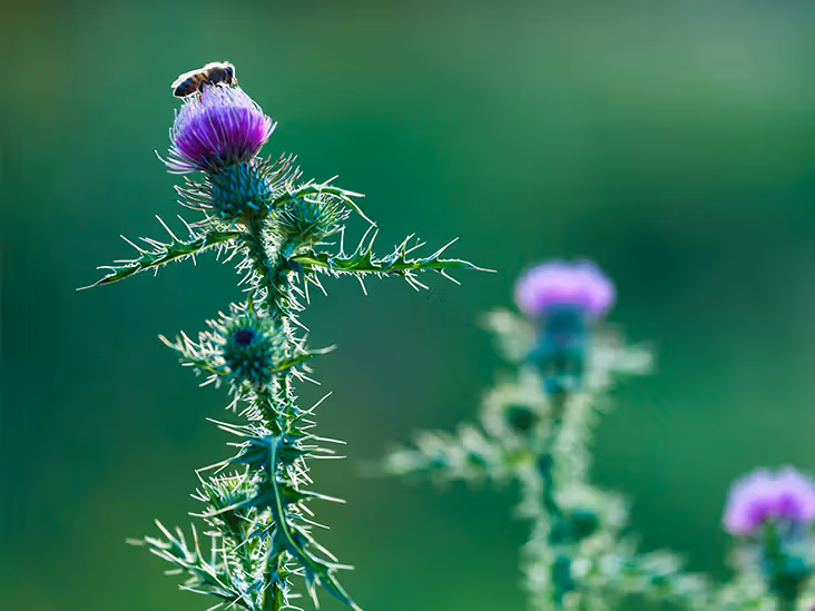 solgar milk thistle