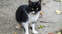 Bir Kedi Size Yaklaşıyorsa Bu Ne Anlama Gelir