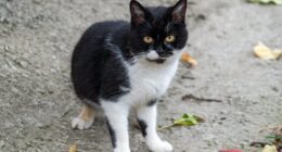 Bir Kedi Size Yaklaşıyorsa Bu Ne Anlama Gelir