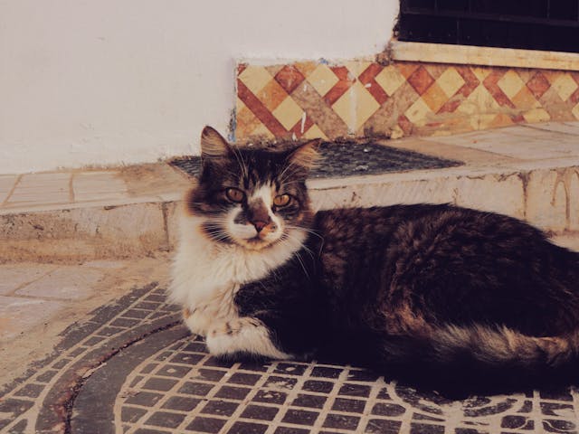 Bir Kedi Size Yaklaşıyorsa