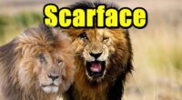 Scarface Aslan Belgeseli Nereden İzlenir