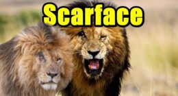 Scarface Aslan Belgeseli Nereden İzlenir