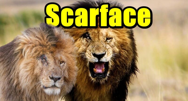 Scarface Aslan Belgeseli Nereden İzlenir